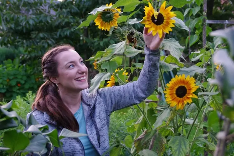 Frau in Garten, die fröhlich mit Sonnenblumen interagiert, trägt grau-blauen Pullover.